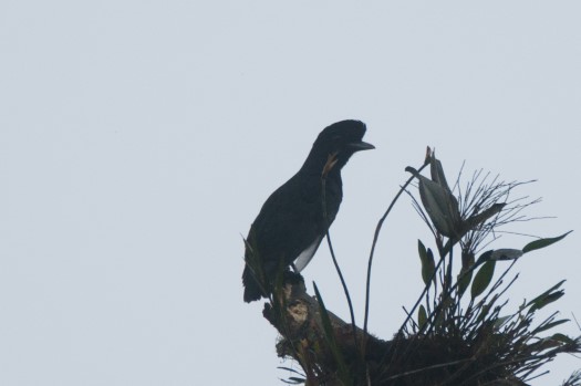 Female Long-wattled Umbrellabird at Recinto 23 de Junio